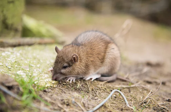Una Rata Granja Muriendo Después Comer Veneno Para Ratas — Foto de Stock