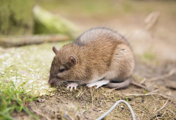 Rato Fazenda Morrendo Depois Comer Veneno Rato — Fotografia de Stock