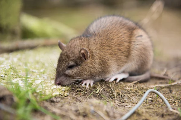 Una Rata Granja Muriendo Después Comer Veneno Para Ratas —  Fotos de Stock