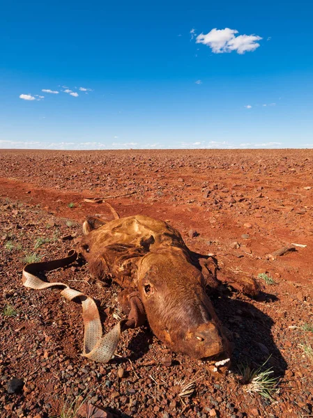 Cadáver Vaca Muerta Yaciendo Desierto Rojo Australia Occidental Con Cielo — Foto de Stock