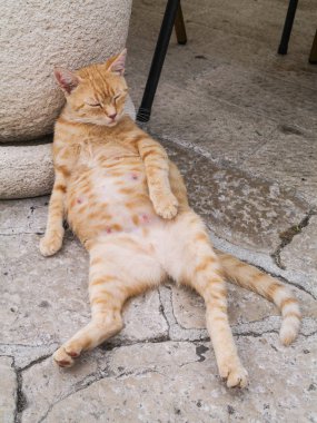 bir sokakta dogum yapmak üzere bir ağır hamile zencefil sokak kedi. Meme gösteren.
