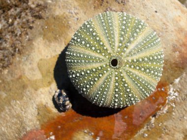 Deniz kestanesi kabuğu bir rustik yıpranmış kaya zemin üzerine.