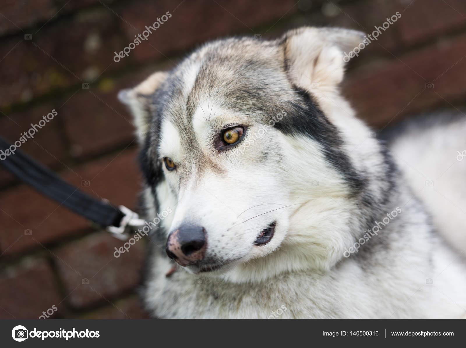 husky yellow eyes
