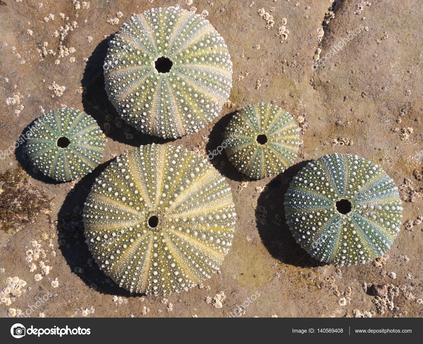 Collection Sea Urchin Shells Rustic Weathered Rock Background