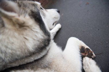 Güzel bir husky kurt köpek, sarı gözleri ve güzel kürk manto, kaldırımda dinlenme.