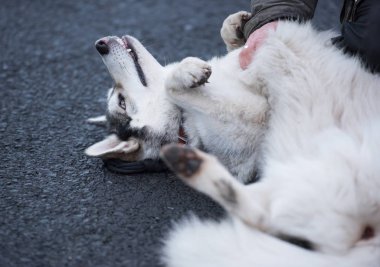 Güzel bir husky kurt köpek, sarı gözleri ve güzel kürk manto, sırtında okşadı onun mide sahip haddeleme