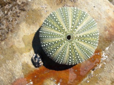 Deniz kestanesi kabuğu bir rustik yıpranmış kaya zemin üzerine.