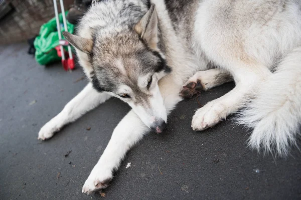 A beautiful husky wolf dog, with yellow eyes and beautiful fur coat, sleeping on the sidewalk.