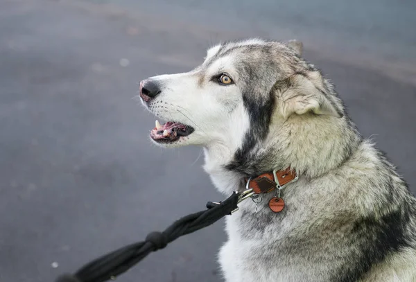 Güzel bir husky Kurt köpek, sarı gözleri ve güzel kürk ceket, bir kurşun ile.