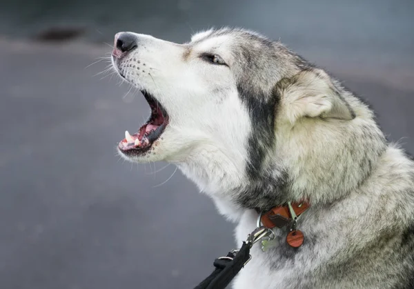 A beautiful husky wolf dog, with yellow eyes and beautiful fur coat, howling out loud.