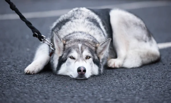 A beautiful husky wolf dog, with yellow eyes and beautiful fur coat, sleeping on the tarmac floor.