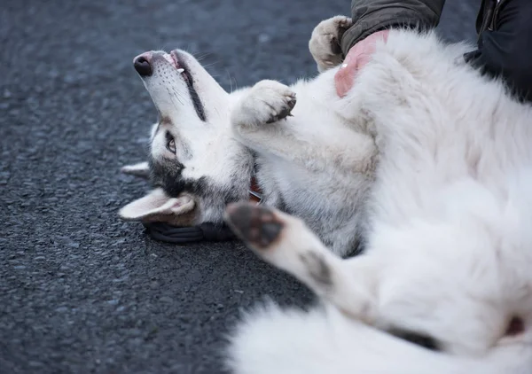 Güzel bir husky kurt köpek, sarı gözleri ve güzel kürk manto, sırtında okşadı onun mide sahip haddeleme