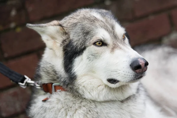 A beautiful husky wolf dog, with yellow eyes and beautiful fur coat, on a lead