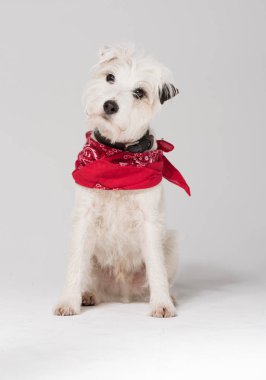 Fotoğraf stüdyosu içinde kesintisiz beyaz duvara izole bir beyaz parsons russell terrier.