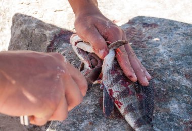 Bir mızrak bir Batı Avustralya plajda bir kayaya Redlip Morwong balık avlanır. Balık pişirme için hazırlanıyor.