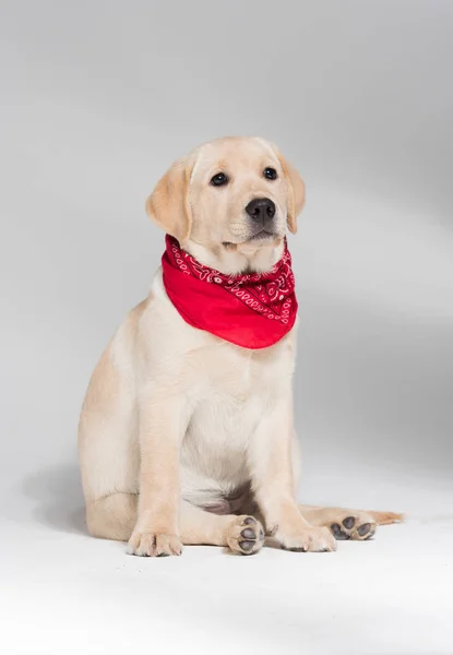 Güzel köpek yavrusu labrador retriever beyaz bir arka plan karşı bir boyun şal