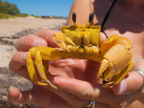 Un grand crabe fantôme d'or australien avec de grands yeux géants, étant tenu contre un fond bleu vif ensoleillé . — Photo