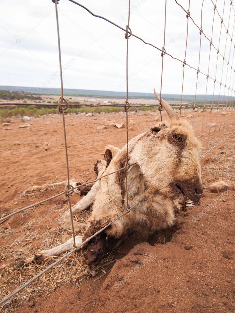 The carcass of a dead wild goat , who died as a result of getting stuck in a metal wire fence, in the australian outback