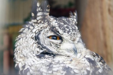 Büyük boynuzlu baykuş Bubo virginianus, büyük sarı gözlü, ayrıca kaplan baykuş olarak da bilinir, Amerika 'ya özgü büyük bir baykuştur. Ana besin kaynağı tavşanlar ve tavşanlar, sıçanlar ve fareler ve tarla fareleri., 