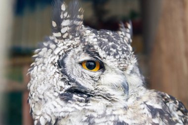 Büyük boynuzlu baykuş Bubo virginianus, büyük sarı gözlü, ayrıca kaplan baykuş olarak da bilinir, Amerika 'ya özgü büyük bir baykuştur. Ana besin kaynağı tavşanlar ve tavşanlar, sıçanlar ve fareler ve tarla fareleri., 