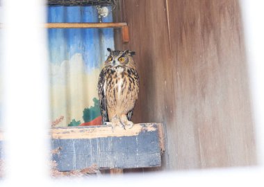 Büyük boynuzlu baykuş Bubo virginianus, büyük sarı gözlü, ayrıca kaplan baykuş olarak da bilinir, Amerika 'ya özgü büyük bir baykuştur. Ana besin kaynağı tavşanlar ve tavşanlar, sıçanlar ve fareler ve tarla fareleri., 