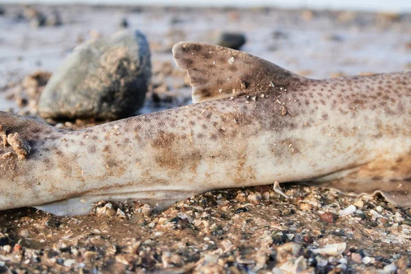 Spiny Dogfish Spurdog Mud Shark Piked Dogfish One Best Known — Stock Photo, Image