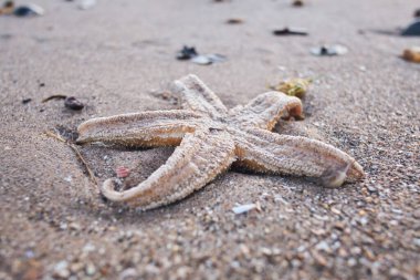 Portakallı kumsalda ölü bir yıldız balığı. Kirlilik ve küresel ısınma yüzünden deniz hayatı ölüyor. Dünya 'nın su yaşamını kurtarmak için okyanusları temizlemek..