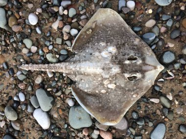 Ölü bir kaykay vatozu, karamsar bir çakıl taşı kumsalı ortamında manta vatozu. Kirlilik ve doğal afetler balık kaynaklarını öldürür. Işın yakalayan balıkçılar.