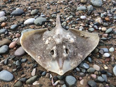Ölü bir kaykay vatozu, karamsar bir çakıl taşı kumsalı ortamında manta vatozu. Kirlilik ve doğal afetler balık kaynaklarını öldürür. Işın yakalayan balıkçılar.