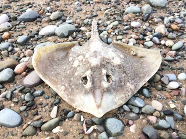 Ölü bir kaykay vatozu, karamsar bir çakıl taşı kumsalı ortamında manta vatozu. Kirlilik ve doğal afetler balık kaynaklarını öldürür. Işın yakalayan balıkçılar.