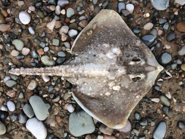 Ölü bir kaykay vatozu, karamsar bir çakıl taşı kumsalı ortamında manta vatozu. Kirlilik ve doğal afetler balık kaynaklarını öldürür. Işın yakalayan balıkçılar.