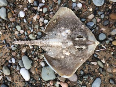 Ölü bir kaykay vatozu, karamsar bir çakıl taşı kumsalı ortamında manta vatozu. Kirlilik ve doğal afetler balık kaynaklarını öldürür. Işın yakalayan balıkçılar.