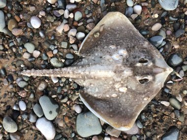 Ölü bir kaykay vatozu, karamsar bir çakıl taşı kumsalı ortamında manta vatozu. Kirlilik ve doğal afetler balık kaynaklarını öldürür. Işın yakalayan balıkçılar.