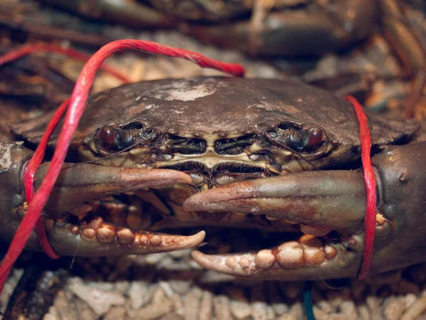 一只美丽的鲜活美味的海鲜螃蟹 爪子绑在海鲜湿市场上 新鲜的海洋生物美味昂贵的海鲜 螃蟹和螃蟹锅 — 图库照片