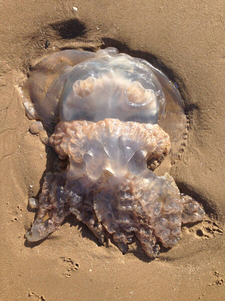 A washed up giant jelly fish aquatic sea creature, stranded and beached on a gloomy overcast beach setting. Transparent sea creatures ecology and translucent jellies. Dead animals marooned.                             