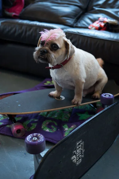 Londra Inghilterra 2019 Cane Carlino Punk Shitzu Con Acconciatura Mohicana — Foto Stock