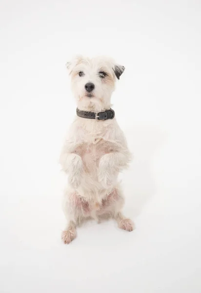 Russell Terrier Parsons Blanco Aislado Una Pared Blanca Sin Costuras —  Fotos de Stock