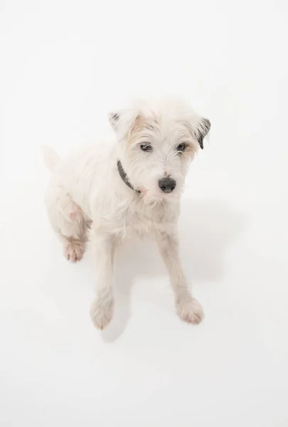 Parsons Branco Russell Terrier Isolado Uma Parede Sem Costura Branca — Fotografia de Stock