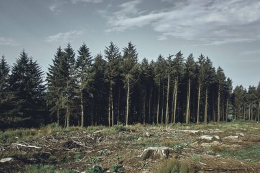 Palmiye yağı için yağmur ormanlarını temizlemek için ağaçların tahrip edilmesi ve sığır otlatmak için et endüstrisi. Ağaçlar kesiliyor. Ticarette kar etmek için çevre felaketleri.    