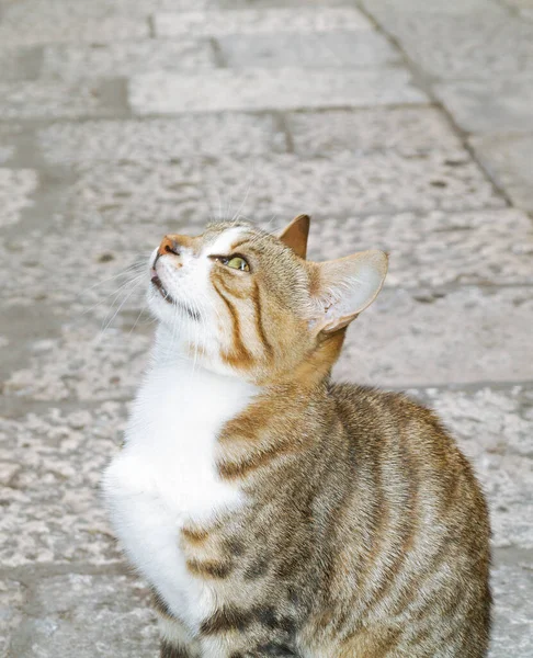 Belo Gato Doméstico Saudável Olhando Para Seu Dono Bem Estar — Fotografia de Stock
