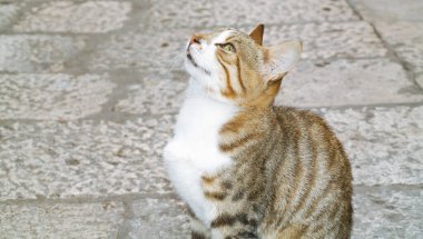 Güzel, sağlıklı bir evcil kedi sahibine bakıyor. Hayvan refahı ve sağlık hizmetleri. Bir veterineri ziyaret ettikten sonra hayvan mutlu. Evcil hayvanları mutlu etmek. soyutlanmış kedi.
