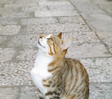 Güzel, sağlıklı bir evcil kedi sahibine bakıyor. Hayvan refahı ve sağlık hizmetleri. Bir veterineri ziyaret ettikten sonra hayvan mutlu. Evcil hayvanları mutlu etmek. soyutlanmış kedi.