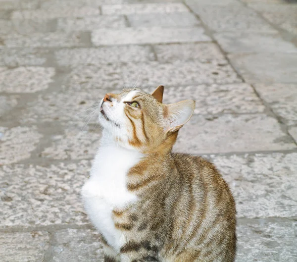 Belo Gato Doméstico Saudável Olhando Para Seu Dono Bem Estar — Fotografia de Stock