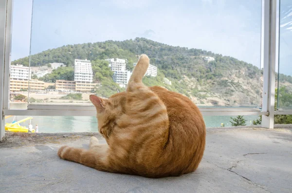 Bel Gatto Zenzero Domestico Sano Che Lava Solo Benessere Animale — Foto Stock