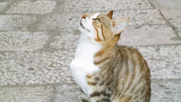 Egy Gyönyörű Egészséges Macska Néz Fel Tulajdonosára Állatjólét Egészségügy Állat — Stock Fotó