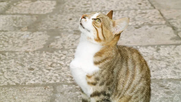 Belo Gato Doméstico Saudável Olhando Para Seu Dono Bem Estar — Fotografia de Stock