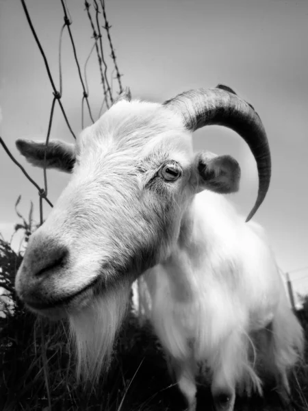 Una Capra Bianca Irlandese Con Grandi Corna Pascolo Nel Campo — Foto Stock