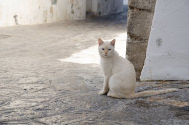 Vahşi beyaz bir sokak kedisi, Avrupa 'da kirli bir sokak kaldırımında. Kedi gibi vahşi bir hayvan..