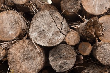 Bir odun yığını, ekinlere açıklık getirmek için kesilen ağaçlar. Ormanların ve kırsal alanların tahribatı ve tahribatı.