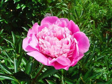 Parlak pembe Şakayık yaprakları yakın çekim